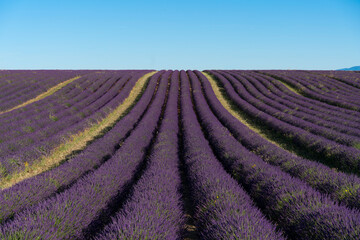 Fototapeta na wymiar lavender plantations in Valensole, France.
