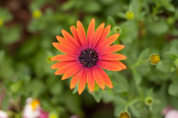 orange flower in the garden