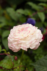 pink and white rose growing in the garden