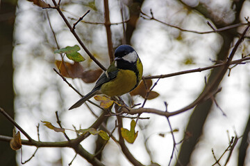 Mésange dans les arbres du parc de la Tête d'Or, à Lyon