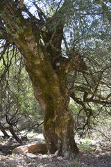 the king of the forest