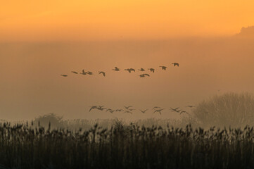 Canada Geese, Canada Goose, Branta Canadensis in flight in the fog at sunrise