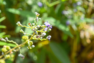grass green flowers close up, nature flora in garden plant leaf