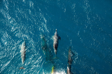 Obraz premium Swimming dolphins in the sea in front of the ship's bulb.