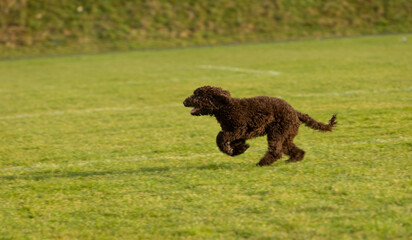 chocolate coloured  poodle puppy dog playing in the park among the green grass and spring time sun