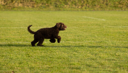 chocolate coloured  poodle puppy dog playing in the park among the green grass and spring time sun