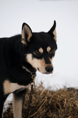Black and red dog portrait close up winter snow. Mestizo riding breeds. The northern sled dog breed is Alaskan Husky strong energetic and hardy.