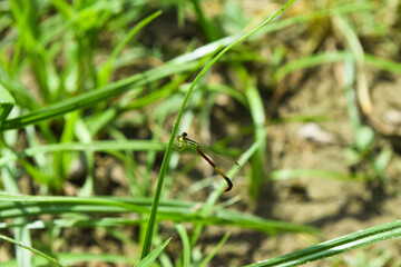 dragonfly on a green leaf