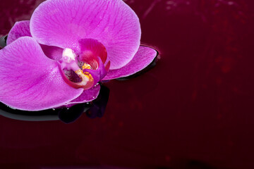 暗い水に浮かぶピンクの胡蝶蘭