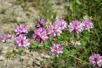 Pink flower purple crown vetch (Securigera varia).