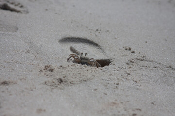 crab on the beach