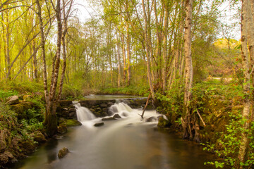 small waterfall in a green forest, inserted in the Pavia River, in Viseu, Portugal