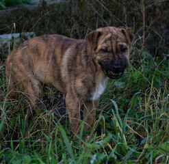 Obraz premium portrait of a dog
