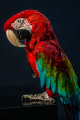 Perroquet rouge mqgnifique