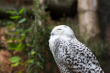 One snowy owl