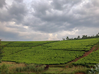 Tea plantation in Burundi on a cloudy day