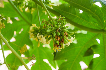 Papaya flowers white yellowish seeds fruit green leaf, pawpaw pollen Food plant bloom green background floral