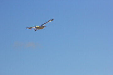 gaviota volando por el cielo azul