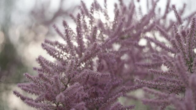 Slow motion tamarix flowers closeup