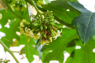 Papaya flowers white yellowish seeds fruit green leaf, pawpaw pollen Food plant bloom green background floral