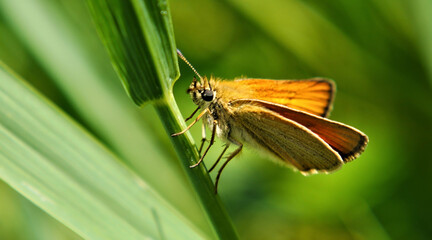 Close-up of an orange and brown skipper butterfly resting on the stem of a blade of grass with a blurred green background.