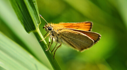 Close-up of an orange and brown skipper butterfly resting on the stem of a blade of grass with a blurred green background.