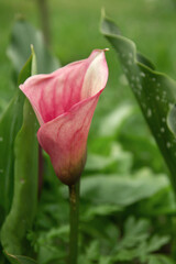 Zantedeschia aethiopica (Calla lily)