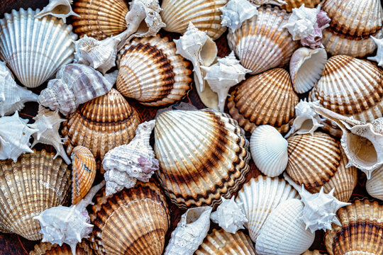 brown tones sea shells background.