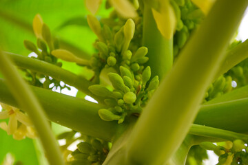 Papaya flowers white yellowish seeds fruit green leaf, pawpaw pollen Food plant bloom green background floral