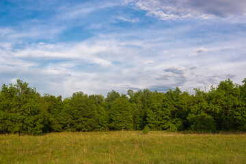 Sunset sky and green trees.