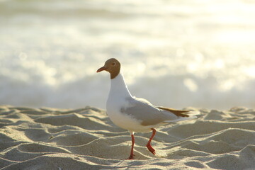 gaviota paseando por la arena de la playa bajo la luz del sol