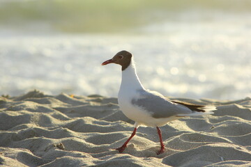 gaviota paseando por la arena de la playa bajo la luz del sol