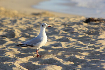 gaviota paseando por la arena de la playa bajo la luz del sol