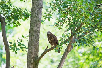 Habicht im Baum