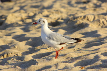 gaviota paseando por la arena de la playa bajo la luz del sol
