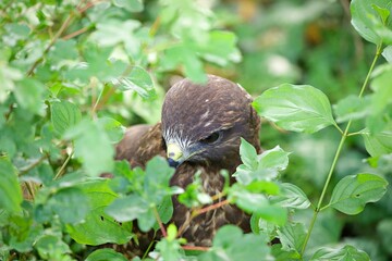 Nahaufnahme Greifvogel im Baum