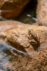 A frog sun bathing on a rock. Rocks are between water. Small frog on a river waterfall rocks. High quality photo