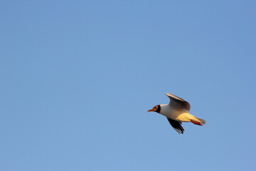 gaviota volando por el cielo