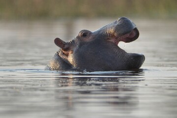 Baby hippopotamus in the Okavango Delta