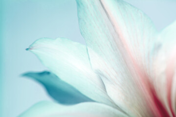 Abstract light turquoise floral background, soft focus. White petals with red veins on a light...