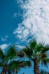 Green palm tree leaves shot from the bottom. Blue sky with white clouds behind the trees. Stunning beautiful image. High quality photo