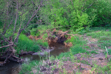 Mountain river flows through the forest.