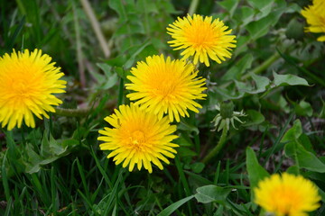 bunch of yellow dandelions in green grass, close-up