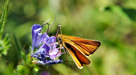 Close-up of an orange and brown skipper butterfly collecting nectar from the purple flower on a...