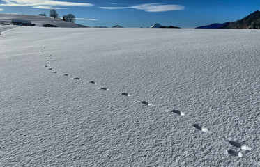 Tierspuren im Schnee in alpenländischer Winterlandschaft