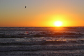 Fototapeta na wymiar gaviota volando por el cielo entre una puesta de sol en la playa