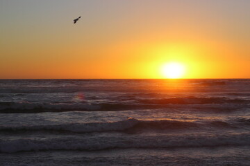 gaviota volando por el cielo entre una puesta de sol en la playa