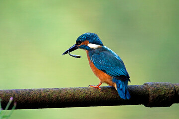 Male kingfisher fishing on perches around the lake