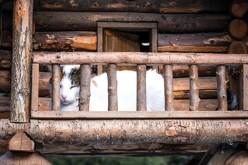 A cat posing in her handmade wooden house. The cat is sitting in her wooden house. Selective focus.