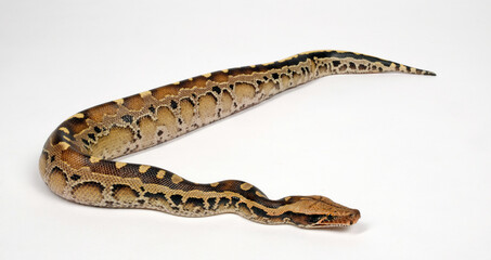 Borneo python, Borneo short-tailed python // Borneo-Kurzschwanzpython (Python breitensteini)